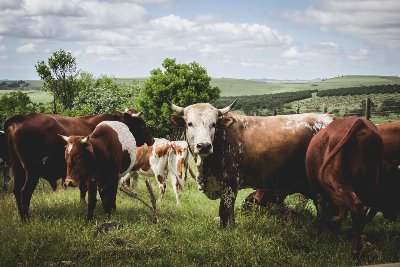 Oribi Gorge Guest Farm Hotel Glendale Bagian luar foto