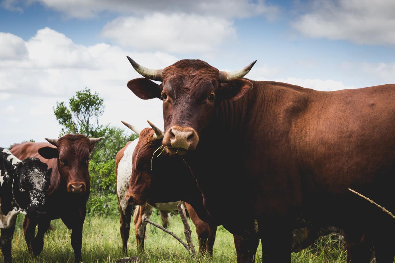 Oribi Gorge Guest Farm Hotel Glendale Bagian luar foto